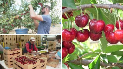 En mayo comenzará la campaña de la fruta en la Comunidad con la recogida de la cereza. / Aragón TV