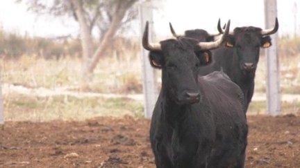 Imagen de archivo de una ganadería de vacas bravas./ Aragón TV
