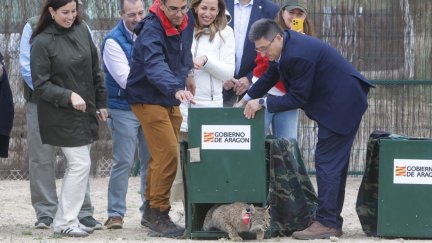 Suelta de dos nuevos ejemplares de linces ibéricos en Torrecilla de Valmadrid (Zaragoza). / Ayuntamiento de Zaragoza
