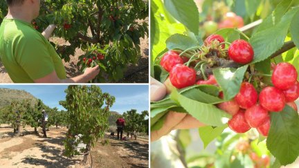 Los sindicatos calculan que se recogerán este año más de 60 millones de kilos de cerezas en Aragón. / Aragón TV