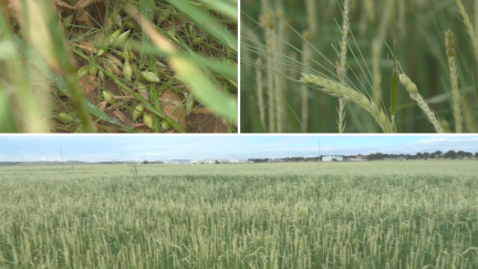 Cultivo de cebada dañado en Gallur / Aragón TV