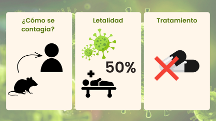 Las heces de las ratas son el principal foco de contagio de hantavirus. / Aragón Noticias