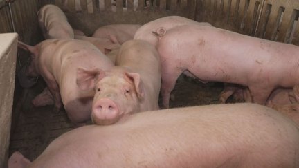 El sector porcino representa el 3,5 % del PIB en la Comunidad. / Aragón TV