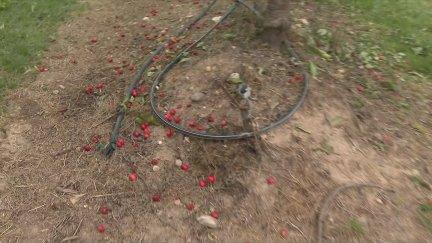 Las cerezas de Velilla de Cinca se han visto afectadas por el pedrizo. / Aragón Tv