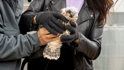 Los nuevos pollos de halcón peregrino contarán con las terrazas del edificio de Etopia como punto de 'residencia' inicial. / Ayuntamiento de Zaragoza