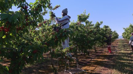 Aragón cuenta con cerca de 35.000 hectáreas dedicadas al cultivo de frutales. / Aragón TV