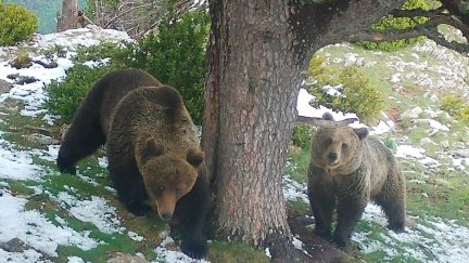 Trepador y su madre Claverina, el pasado 15 de mayo en los Valles de Hecho y Ansó. / Gobierno de Aragón