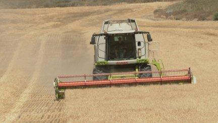Comienza la cosecha del cereal en Aragón, que prevé una buena campaña./ Aragón TV