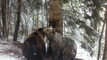 Claverina, junto a un macho de oso pardo, captada por las cámaras de fototrampeo. / Gobierno de Aragón