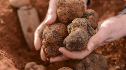 Aragón es el mayor productor mundial de trufa negra con Teruel como territorio de referencia. / Aragón TV