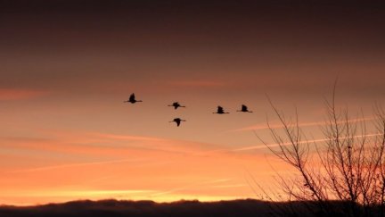 Un grupo de aves surcan el cielo rojizo en la laguna de Gallocanta. / Gobierno de Aragón