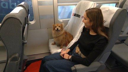 Un perro ocupa un asiento de un tren de Renfe junto a su dueña.REMITIDA / HANDOUT por RENFEFotografía remitida a medios de comunicación exclusivamente para ilustrar la noticia a la que hace referencia la imagen, y citando la procedencia de la imagen en la firma17/7/2026