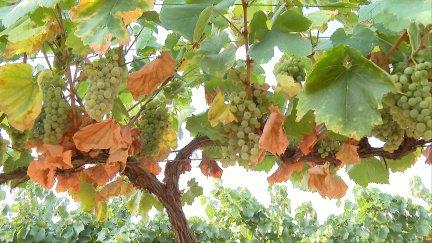 A 10 días de empezar a vendimiar, las uvas son de un tamaño más pequeño y sus hojas están muy secas