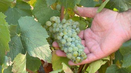 El estrés térmico ha provocado que las uvas no crezcan demasiado