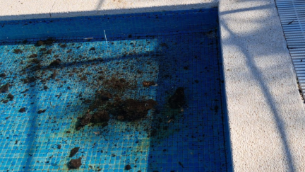 Estiércol encontrado en uno de los vasos de las piscinas de Almudévar.