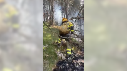 Sguen trabajando sobre el terreno, entre la frondosa vegetación, siete cuadrillas de Infoar.