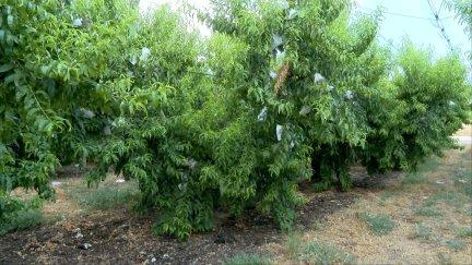El año pasado se recogieron cuatro millones y medio de kilos de melocoton de Calanda
