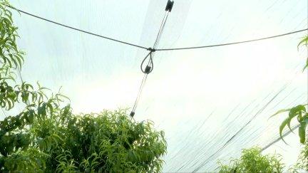 Las mallas antigranizo de algunas fincas protigieron los frutos el pasado lunes durante la tormenta