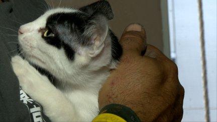 En la asociación 'Cuatro gatos y tú' de Zaragoza se puede adoptar