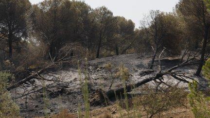 Masa forestal arrasada por el incendio forestal de Niebla (Huelva), que ha afectado a más de 4.000 hectáreas y continúa activo.