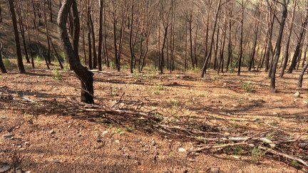 Los incendios que arrasan montes suelen ser provocados por neglicencias humanas
