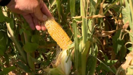 Las hojas de plantaciones de maíz han quedad rotas debido a las tormentas.