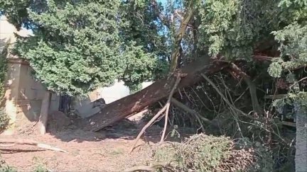La fuerza de la tormenta ha derribado cipreses centenarios en el cementerio de Valpalmas, en la comarca de las Cinco Villas (Zaragoza).