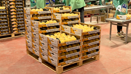 Melocotones de Calanda listos para su venta.