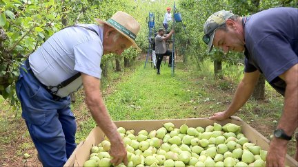 La campaña de la fruta de pepita en Aragón afronta mermas de entre el 20 y el 40 %