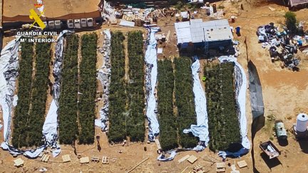 Incautadas 2.000 plantas alteradas genéticamente para acelerar su cultivo