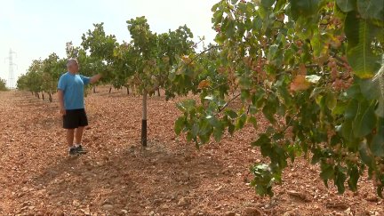 La producción de pistacho se dispara en Aragón.