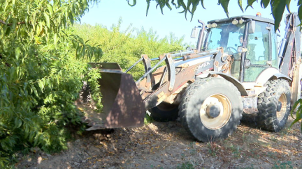 Agricultores de Tobed arrancarán parte de sus melocotoneros ante la falta de rentabilidad
