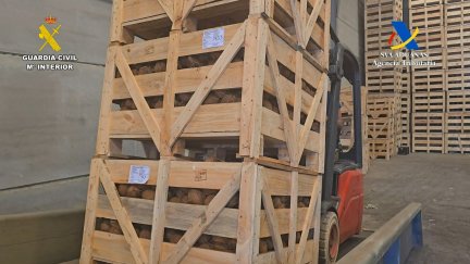 Incautados 1.238 kilos de cocaína en un cargamento de cocos en Sevilla