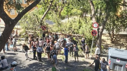 Una mujer resulta herida tras caerle encima un árbol de grandes dimensiones en San José