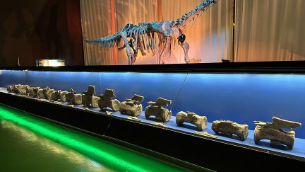 Restos del Diplodocus hallado en El Castellar y expuestos en el museo de Dinópolis.