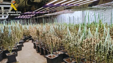 Localizado un cultivo de más de 1.150 plantas de cannabis en una nave industrial en el polígono Empresarium.