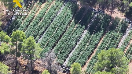 La plantación detectada por la Guardia Civilo, desde el aire