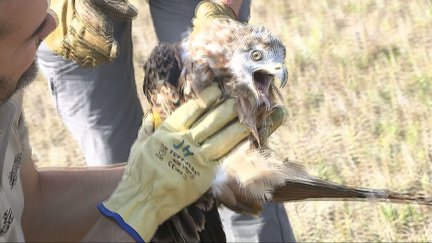 El 3 de octubre de 2017, presenciamos la suelta de milanos reales criados en cautividad en el Centro de Recuperación de Fauna Silvestre de La Alfranca.