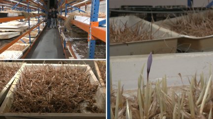 Una empresa de Teruel logra cultivar azafrán sin depender de la climatología