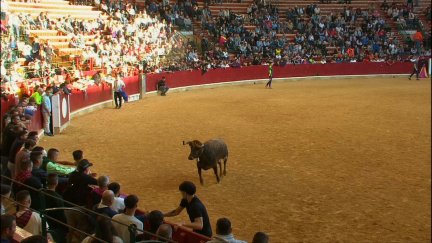 Divertido espectáculo en el quinto día de vaquillas en la plaza de La Misericordia de Zaragoza