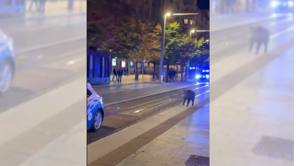 Un jabalí sorprendió este sábado por la noche a los viandantes por el centro de Zaragoza.