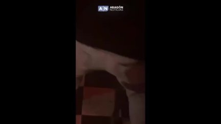 El jabalí terminó en un local de ocio de la calle Temple de Zaragoza. / Aragón Noticias