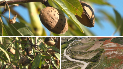 UAGA pide medidas para proteger a los agricultores ante la pérdida de tierras productivas.
