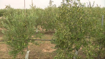 El futuro de muchos campos de secano pasan por conseguir la estabilidad que da el regadío.