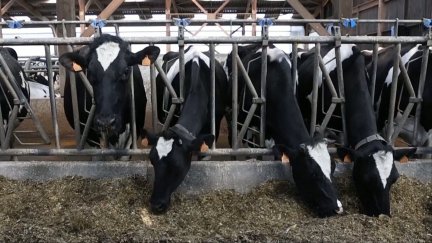 Hasta ahora, el virus shamonda afectaba principalmente a las vacas, aunque también se ha detectado en ovejas y cabras, causando fiebre alta y pérdida de la capacidad productiva.
