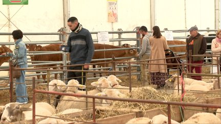 Muestra del ganado ovino en la feria de Mora de Rubielos.