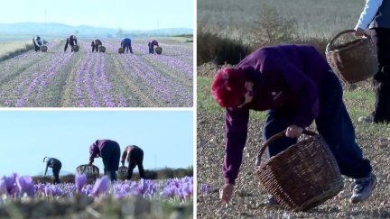 Recogida del azafrán este lunes en Monreal del Campo (Teruel)