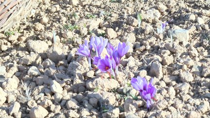 Flor de azafrán en el valle del Jiloca.