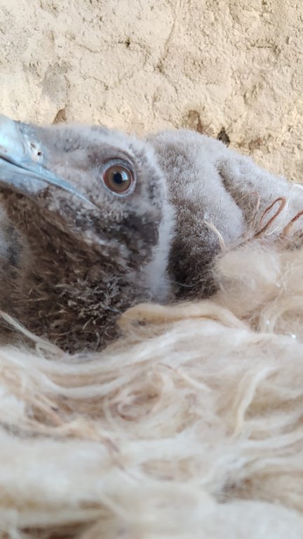Uno de los ejemplares recién nacidos. Foto (Fundación para la Conservación del Qubrantahuesos).