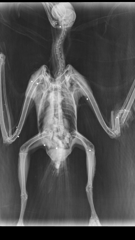 Radiografía de un milano real abatido por varios disparos. Foto: Gobierno de Aragón